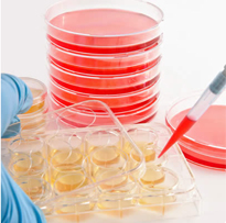 Cell Line Development-Bioworkshops-康日百奥生物科技